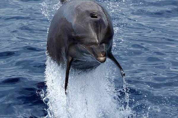 Aliore | Volunteering in Tenerife on a dolphin and whale conservation project<br>
