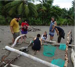 Aliore | Sea turtle conservation in Costa Rica