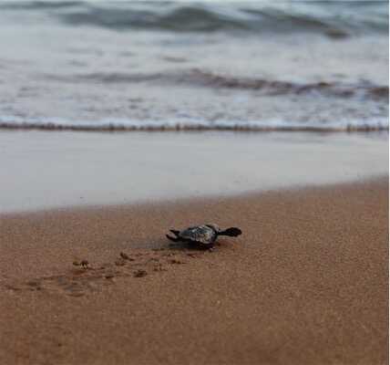 Aliore | Conserve endangered sea turtles in Kefalonia, Greece<br>