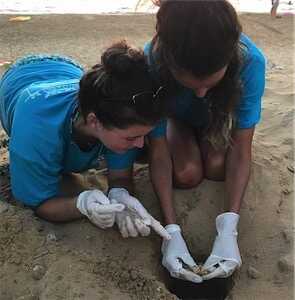Aliore | Conserve endangered sea turtles in Kefalonia, Greece<br>