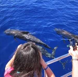 Aliore | Volunteering in Tenerife on a dolphin and whale conservation project<br>